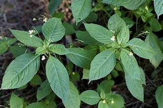 Impatiens parviflora